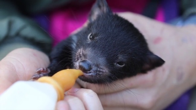 Baby Tasmanian devils “Timmy and Tammy” | news.com.au — Australia’s ...