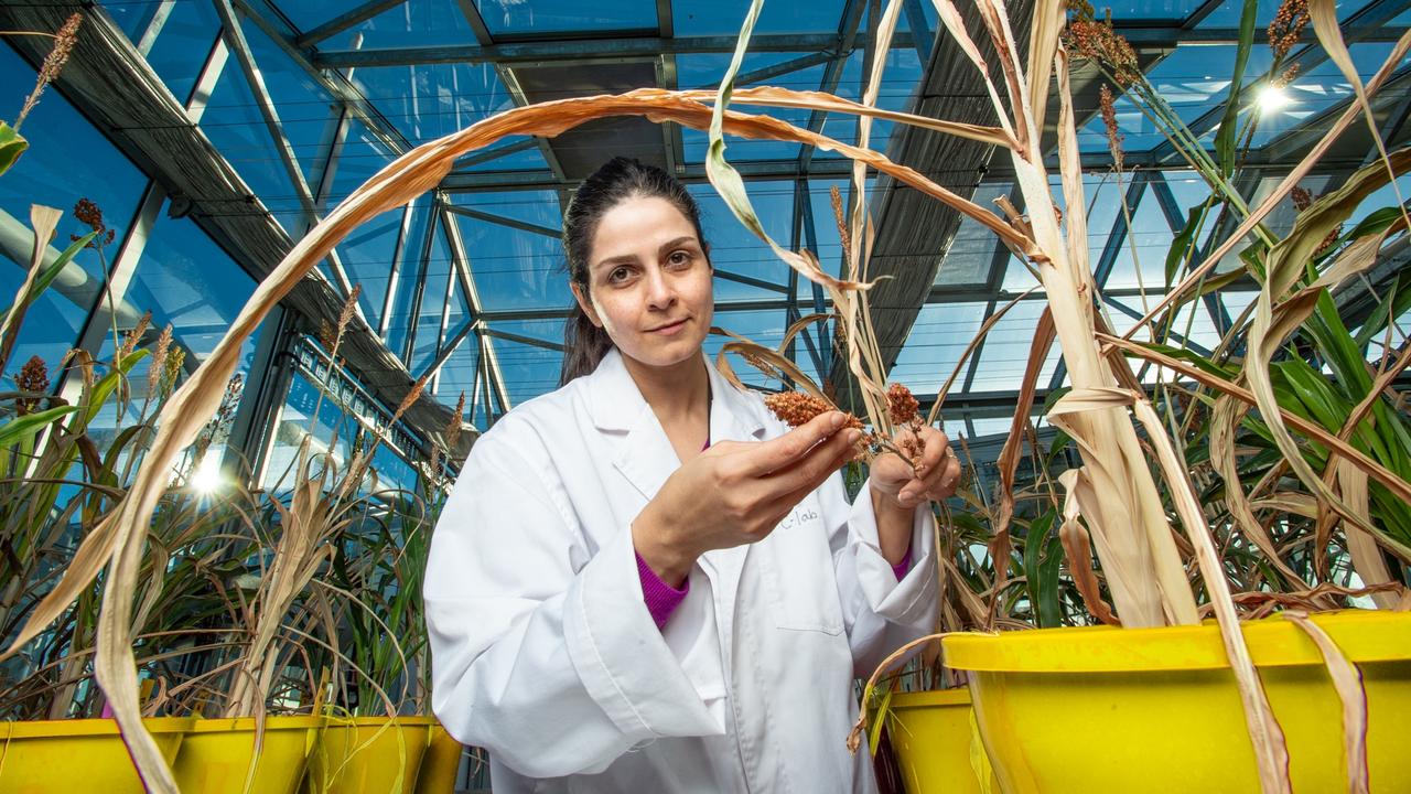 CROP RESEARCH: Senior research fellow at the Centre for Crop Health Dr Niloofar Vaghefi.