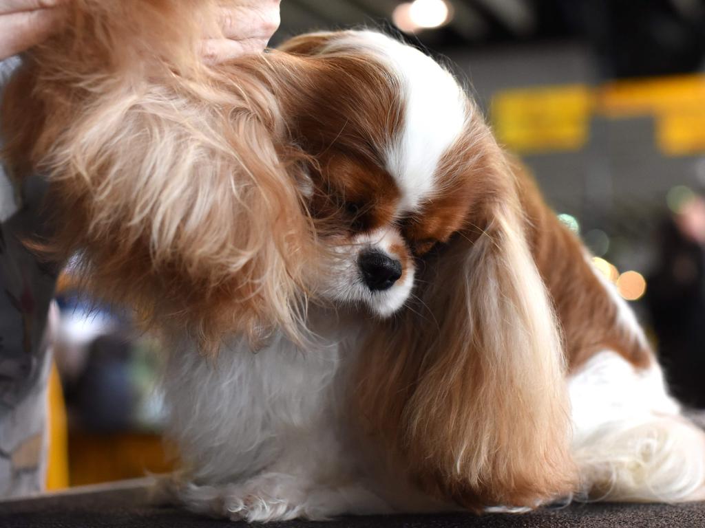 A Cavalier King Charles Spaniel is groomed in the benching area on Day One of competition at the Westminster Kennel Club 142nd Annual Dog Show in New York on February 12, 2018. Picture: AFP