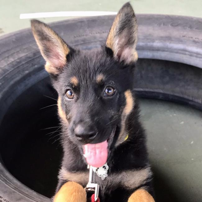 The Queensland Police Service’s first tech detection dog Etta.