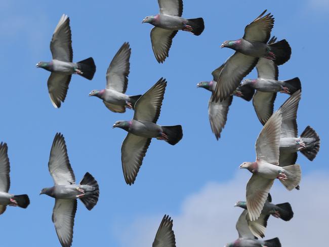 Who knew pigeons could by grounded by stat border closures?