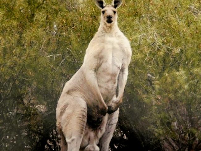 A large male western grey kangaroo in Onkaparinga River National Park in 2019. Must credit: Julie Thompson