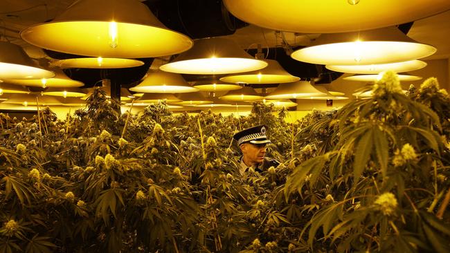 Insp Craig Wonders inspects a large cannabis set-up in Brookvale. Picture: Braden Fastier