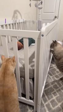 Dogs and cats inspect newborn baby sleeping in crib