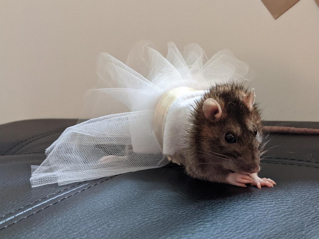 Rescue rats get married in Brisbane PHOTOS The Courier Mail