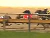 ‘Devastating’: Greyhound’s ghastly track injury, death reignites racing debate