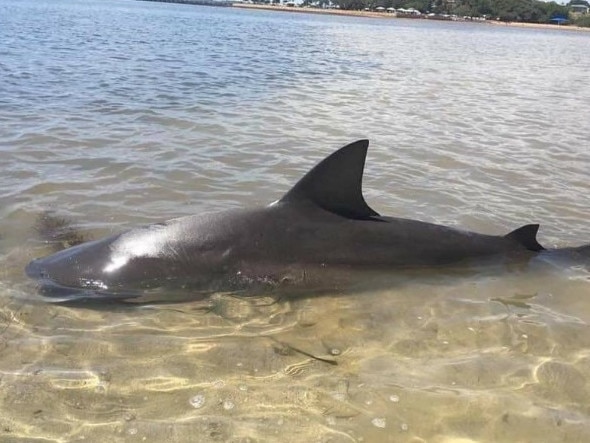 Bayside swimmers warned after bull shark spotted in canal