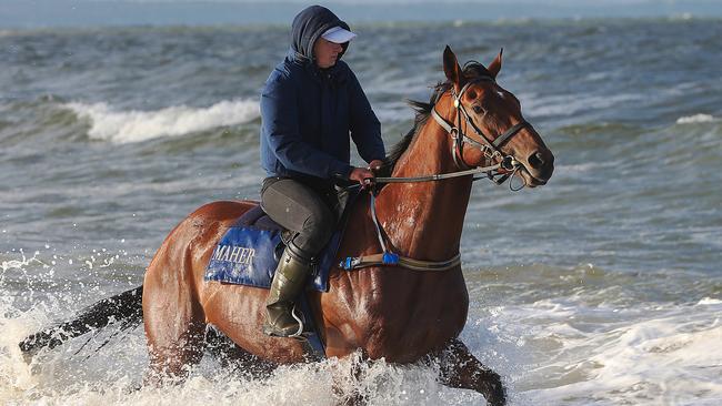 Lucy Yeomans gives Cup hopeful Jameka a walk along Mordialloc Beach on Monday.