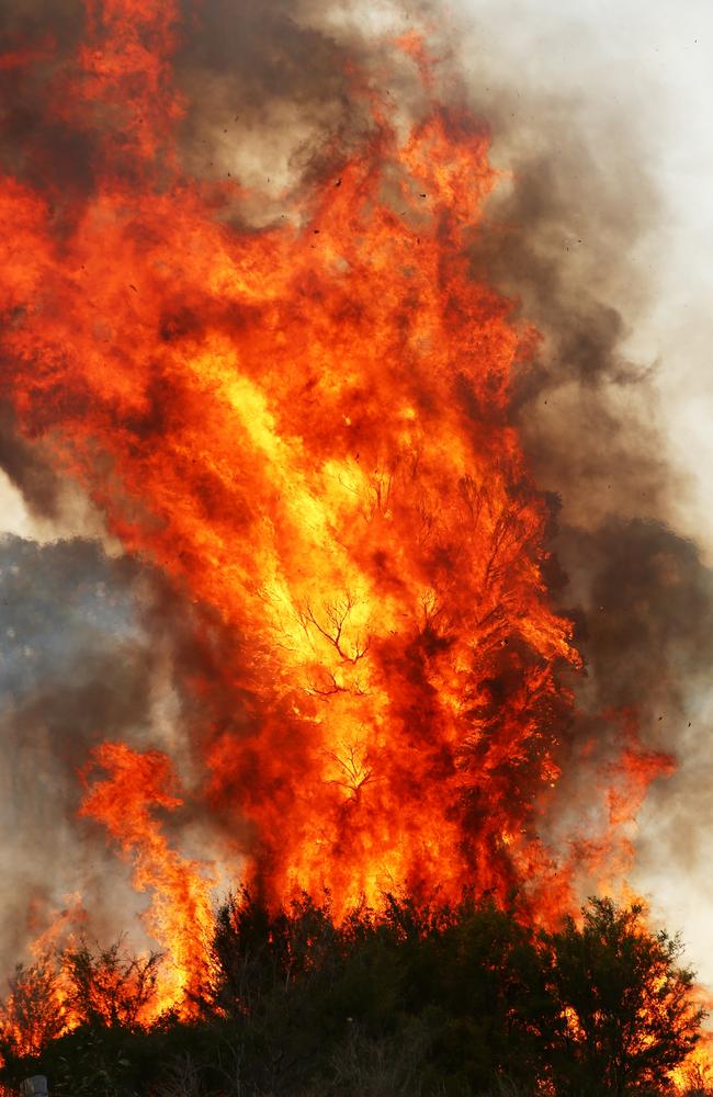 The fire explodes through the tree tops. Picture: Peter Lorimer