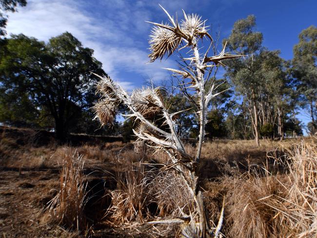 This photo taken on August 7, 2018 shows a dried stream in the drought-hit area of Duri in New South Wales. Picture: AFP Photo/Saeed Khan