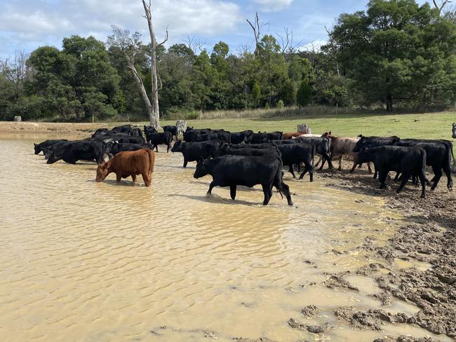 Farm dam. Photo: Blue Carbon Lab/ supplied