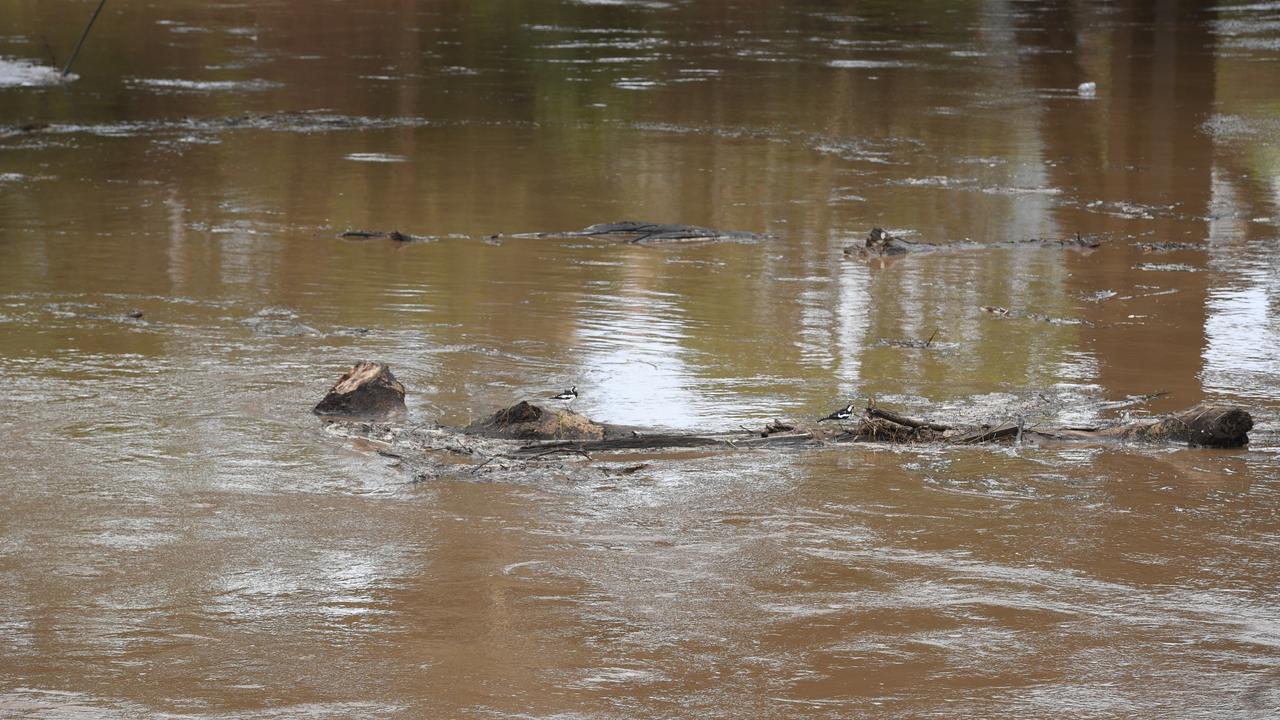 A large log makes its way down Leycester Creek into the Wilsons river at Lismore on Tuesday, March 29, after renewed flooding continues to pound the region. Picture: Cath Piltz