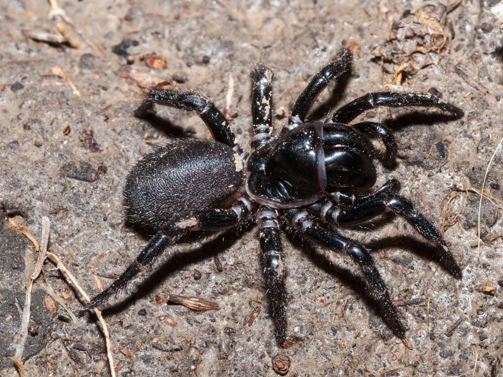 The Critterpedia app can identify spiders like this deadly funnel-web.