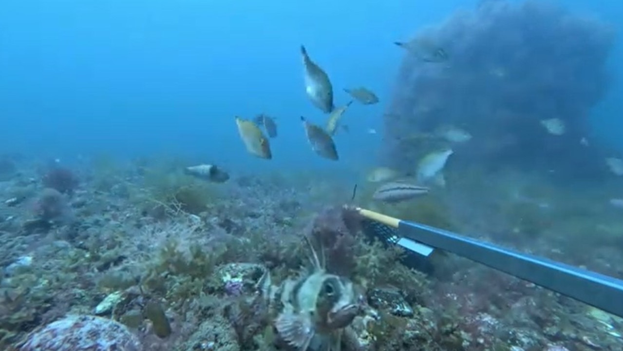 Fake reef reels in catch of the day