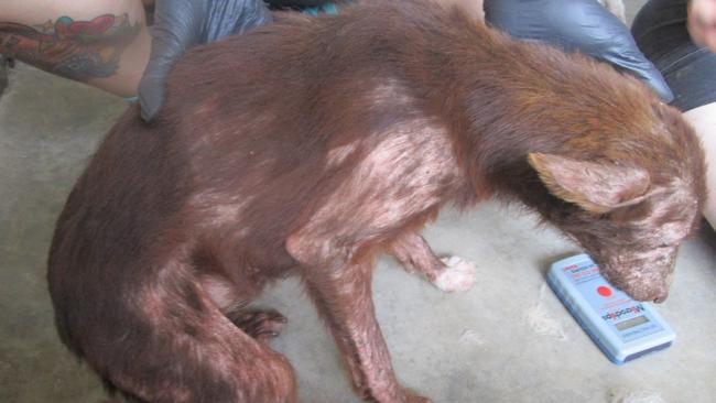 A 58-year-old Murraylands man has been charged for the ill-treatment of nine dogs and puppies after failing to provide “adequate and appropriate” amounts of food throughout December 2022 to February 2023. Picture: RSPCA