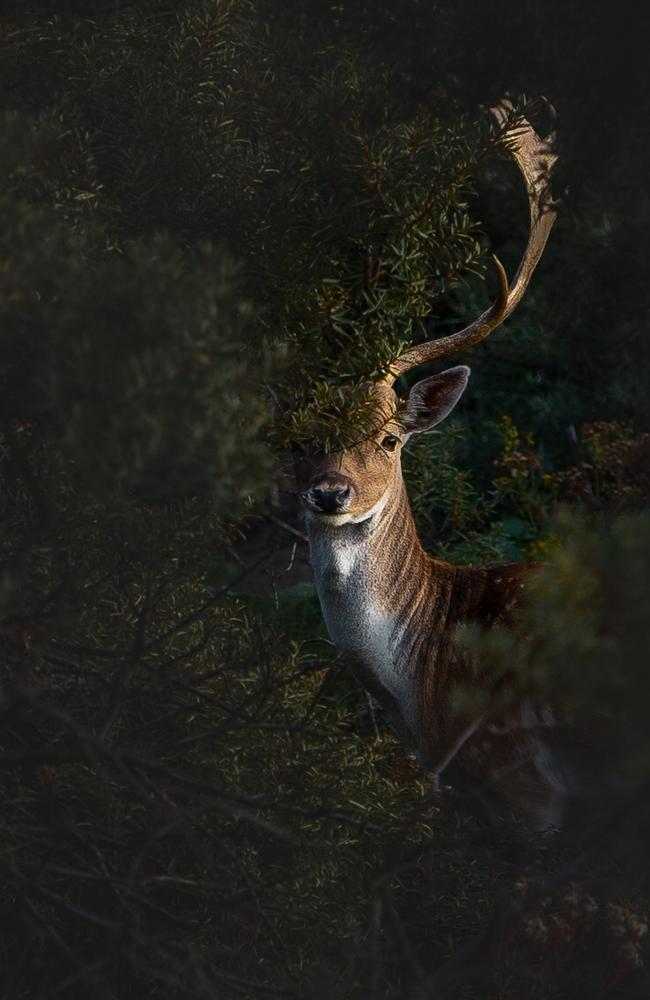 Pictures from #Green2020, Agora’s latest online photo contest. 'Oh deer' by @maxbuiting (Netherlands).