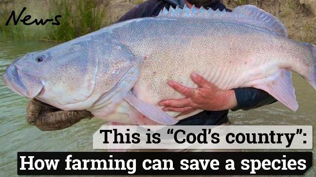 Saving the Murray cod through innovative farming.