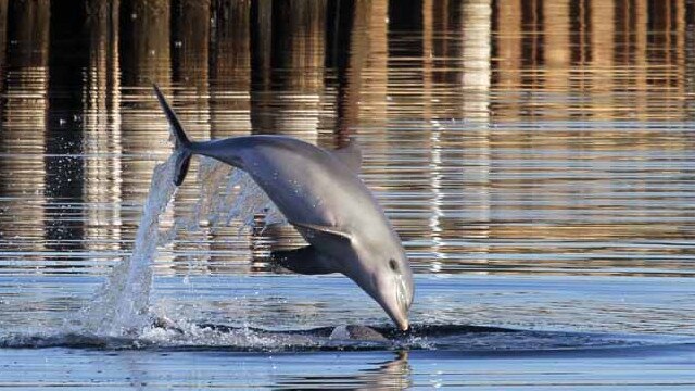 Port River dolphin Star before she was entangled. Picture: Marianna Boorman