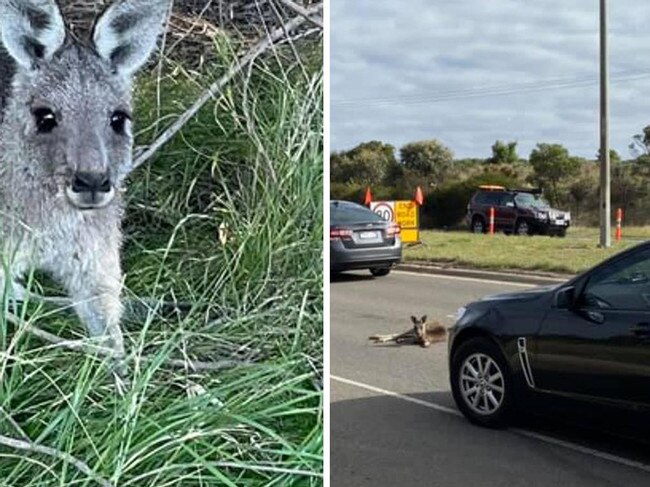 Fears for roo mob as development closes in