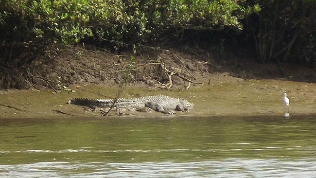 Maryborough Crocodile first photo