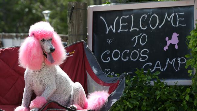 A day in the life of pink poodle Coco Chanel at her Gold Coast Hinterland home. She is a fundraising dog and best known on the Gold Coast for her involvement with Cooly Rocks On. Picture: Glenn Hampson