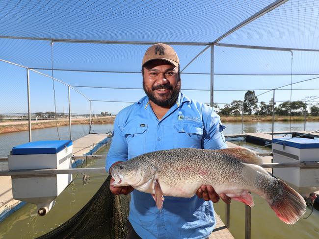 Aquna Sustainable Murray Cod, Griffith, NSW, Salu Musu, Aquna MacPharlanes site manager,    Picture Yuri Kouzmin