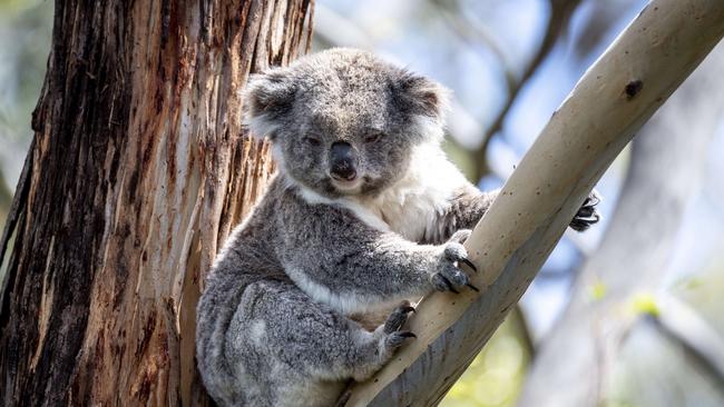 The Gympie Region Koala Action Group is urging local residents to contact their local councillor and protest a council plan to remove environmental protections on the Southside. Picture: Jake Nowakowski