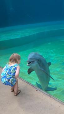 Dolphin stops by to have a 'chat' with a toddler