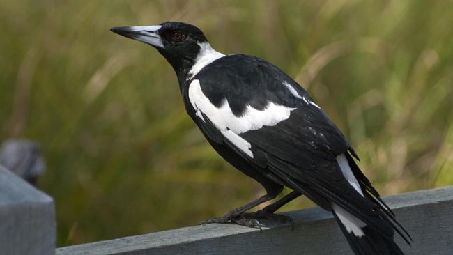 Magpie season can be a living hell.