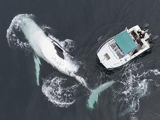 Whale Of A Time: Father And Son Use Drone To Capture Incredible Encounter With Two Humpback Whales