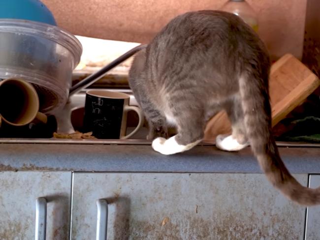 Behind the badge with RSPCA QLD: Seven cats were removed from a home in Logan where they were living amongst cat urine and faeces, and eating scraps of food off the ground. Picture RSPCA