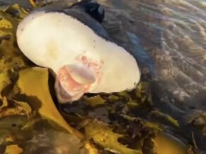 The bizarre alien-like creature was found on Bondi Beach. Picture: Storyful