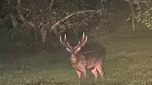Feral deer photographed in the Gold Coast hinterland.