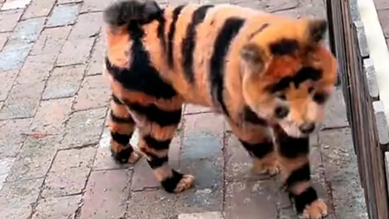 Zoo busted painting dogs as tigers