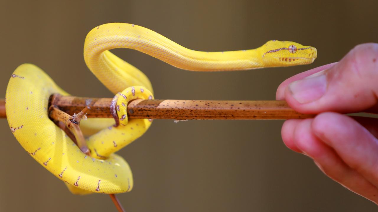 Sydney Reptile Expo at Blacktown Leisure Centre Daily Telegraph