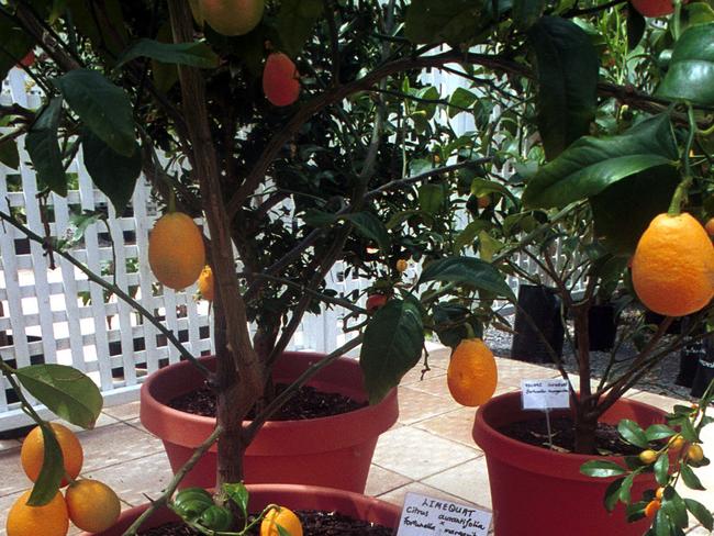 Fruit trees in pots 01 Nov 2000. /Fruit/Trees(Pic: Chris Oaten)