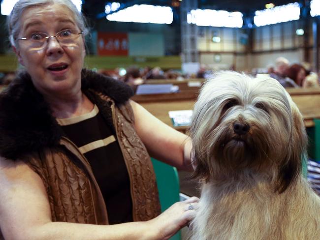 Smile! A Tibetan terrier is one of the thousands of entrants. Picture: Carl Court/Getty Images.