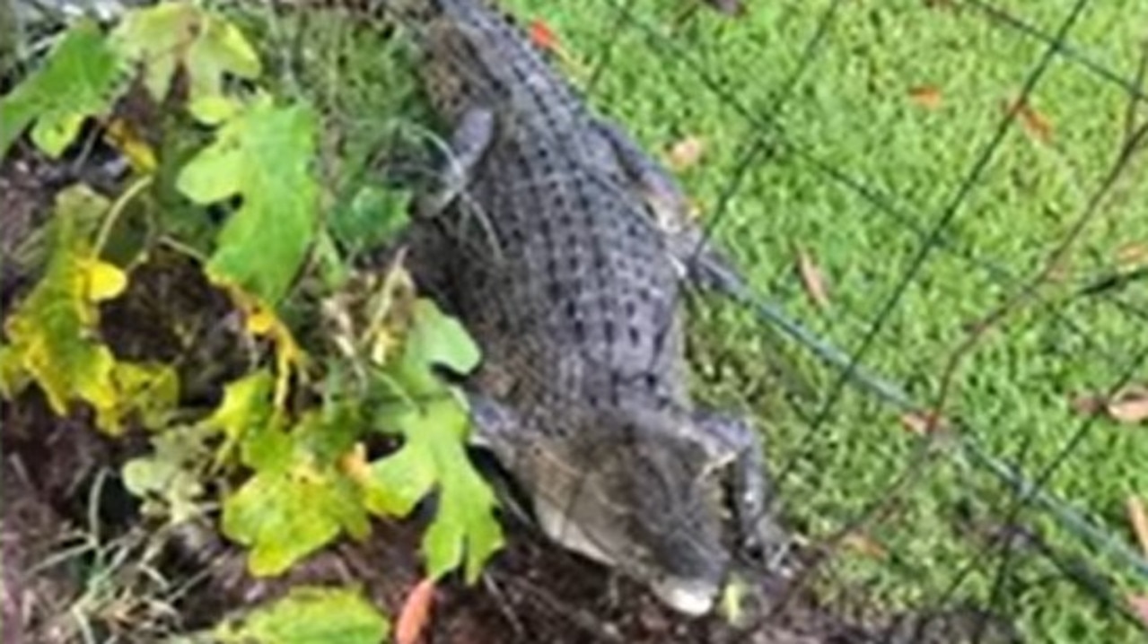 Cassowary Coast woman Kery Lucht found a saltwater crocodile in her backyard. Picture: Kerry Lucht