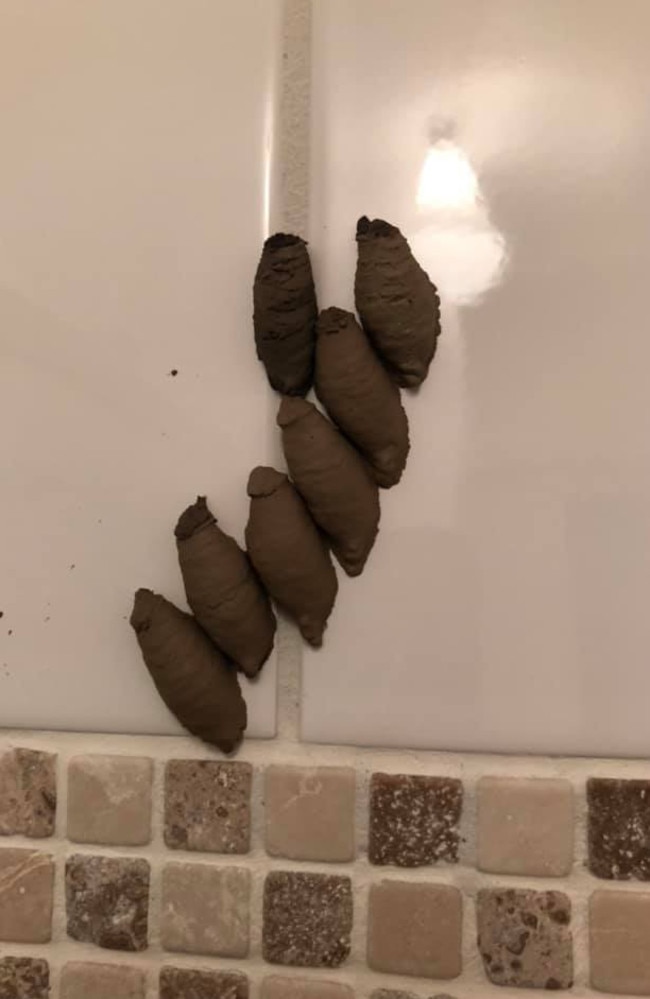 A woman took to a popular Facebook group with more 200,000 members asking what she should do after spotting seven brown objects on her tiles. Picture: Facebook/MumsWhoClean