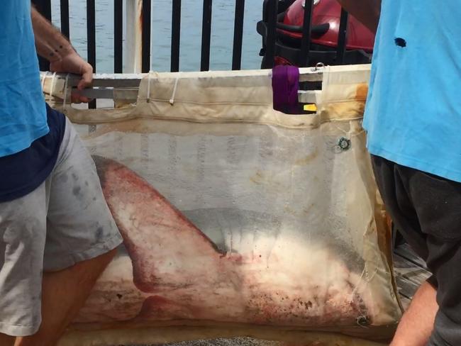 The shark being taken out to sea in a boat from Manly Sea Life Sanctuary. Credit: Bryn Kay