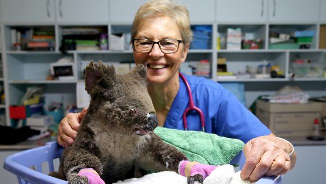 Medical staff and Volunteers from the Port Macquarie Koala hospital treat a burnt koala who was rescued from the fire ground.. Picture Nathan Edwards.