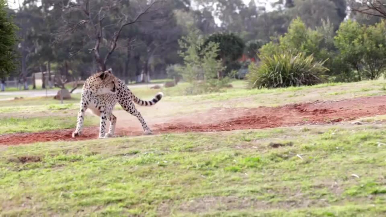 Beloved Cheetah Races After 'Fast Food'
