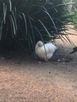 Betty White (pictured) was killed after being thrown into an alligator enclosure. Picture: Oakvale Wildlife Park.