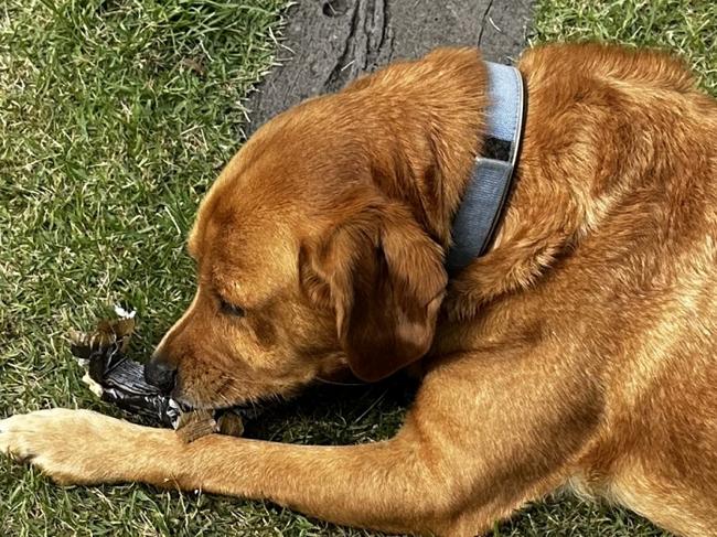 Columnist Ann Wason Moore's dog Sparky is a regular at the vets and convicted pantry thief