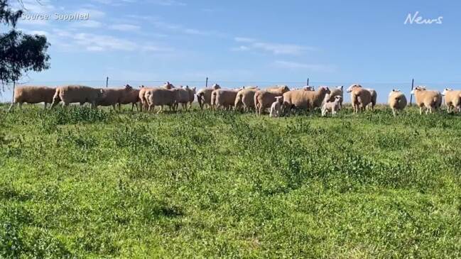 Rounding up composite sheep