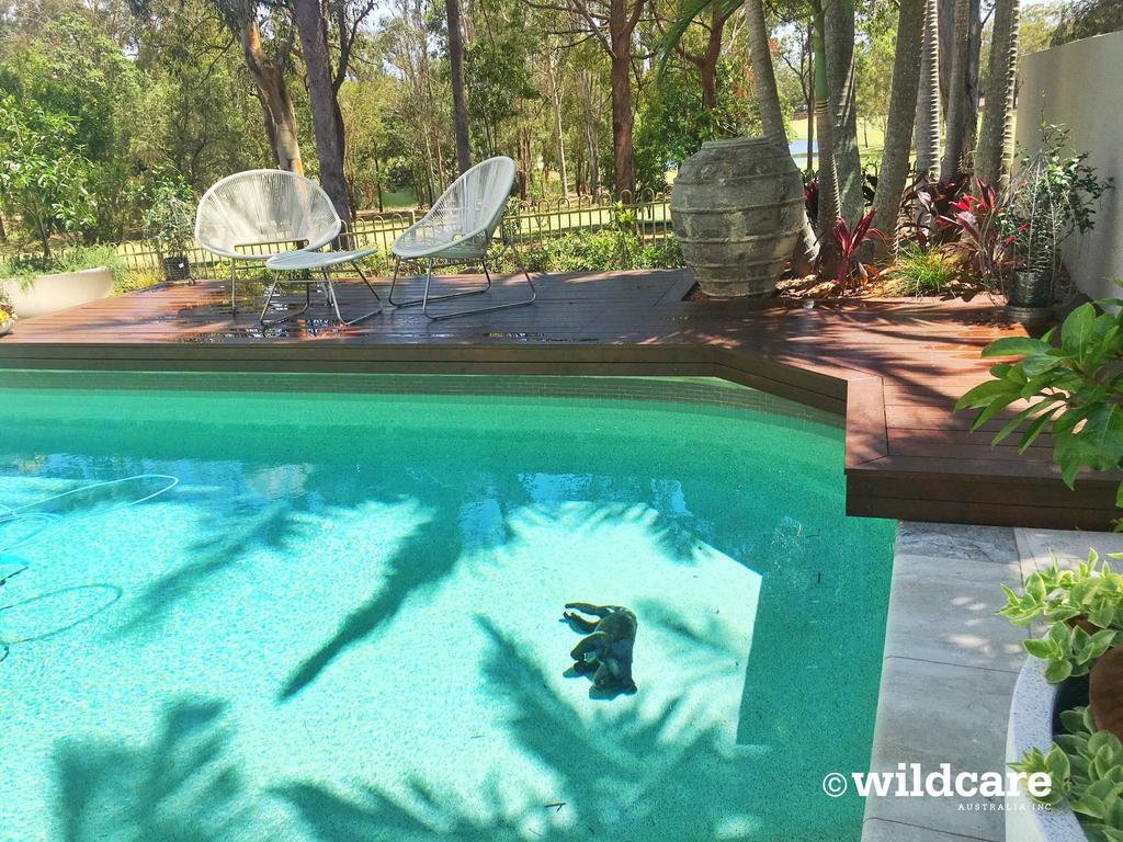 A warning has been issued about koala safety after the death of one in an Aussie pool. Picture: Wildcare Australia Inc