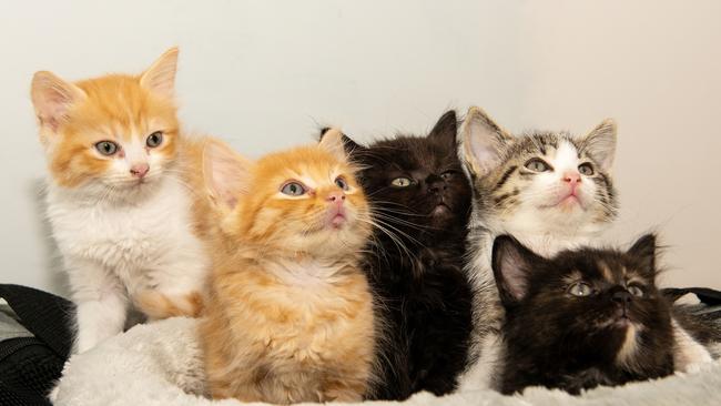 Foster kittens in Mackay. Picture: Michaela Harlow