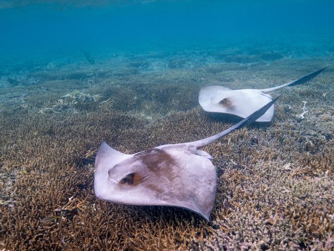 STINGRAYS There are a number of different rays that live around Heron Island too. While you’re in the scUber submarine, keep an eye out for the Eagle Rays, Cow-tail Rays, Shovel-nosed Rays and if you’re really fortunate, you might also spot a Manta Ray. Picture: Mark Fitz