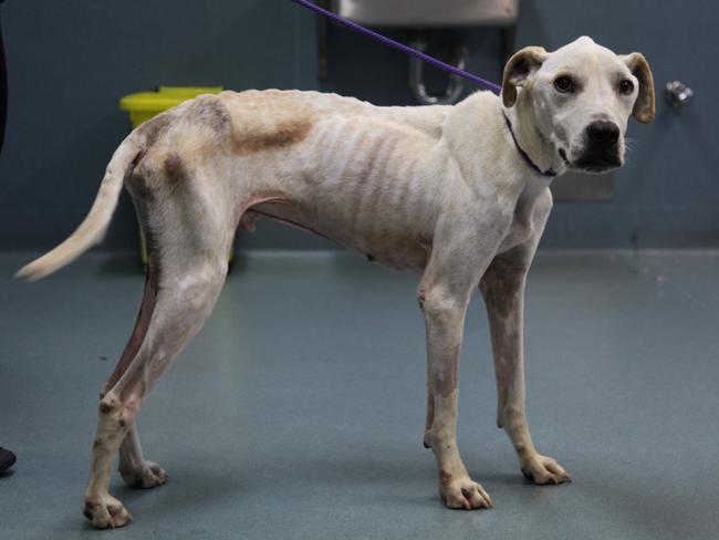 Omar was skin and bone when he arrived at the RSPCA mid-last year- He was only 18kg but is now over 32kg and doing well with his new owner. Picture: RSPCA Victoria