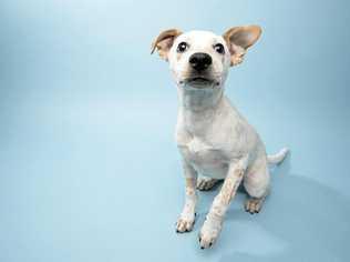 Portrait of Leo, a 5 month old, male, gray and white Cattle Dog mix puppy. By using this photo, you are supporting the Amanda Foundation, a nonprofit organization that is dedicated to helping homeless animals find permanent loving homes. Picture: amandafoundation.org